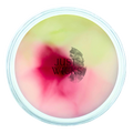 Gooseberry & Rhubarb | Wax Melt