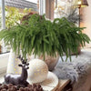 Artificial Norfolk Pine Large Foliage Stem
