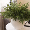 Artificial Norfolk Pine Small Foliage Stem